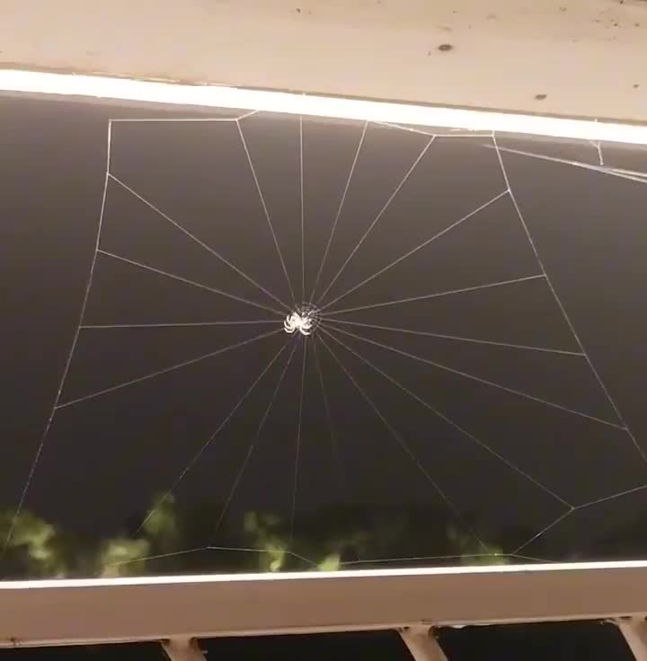   تصاویر جالب از مهارت و مهندسی دقیق یک عنکبوت!