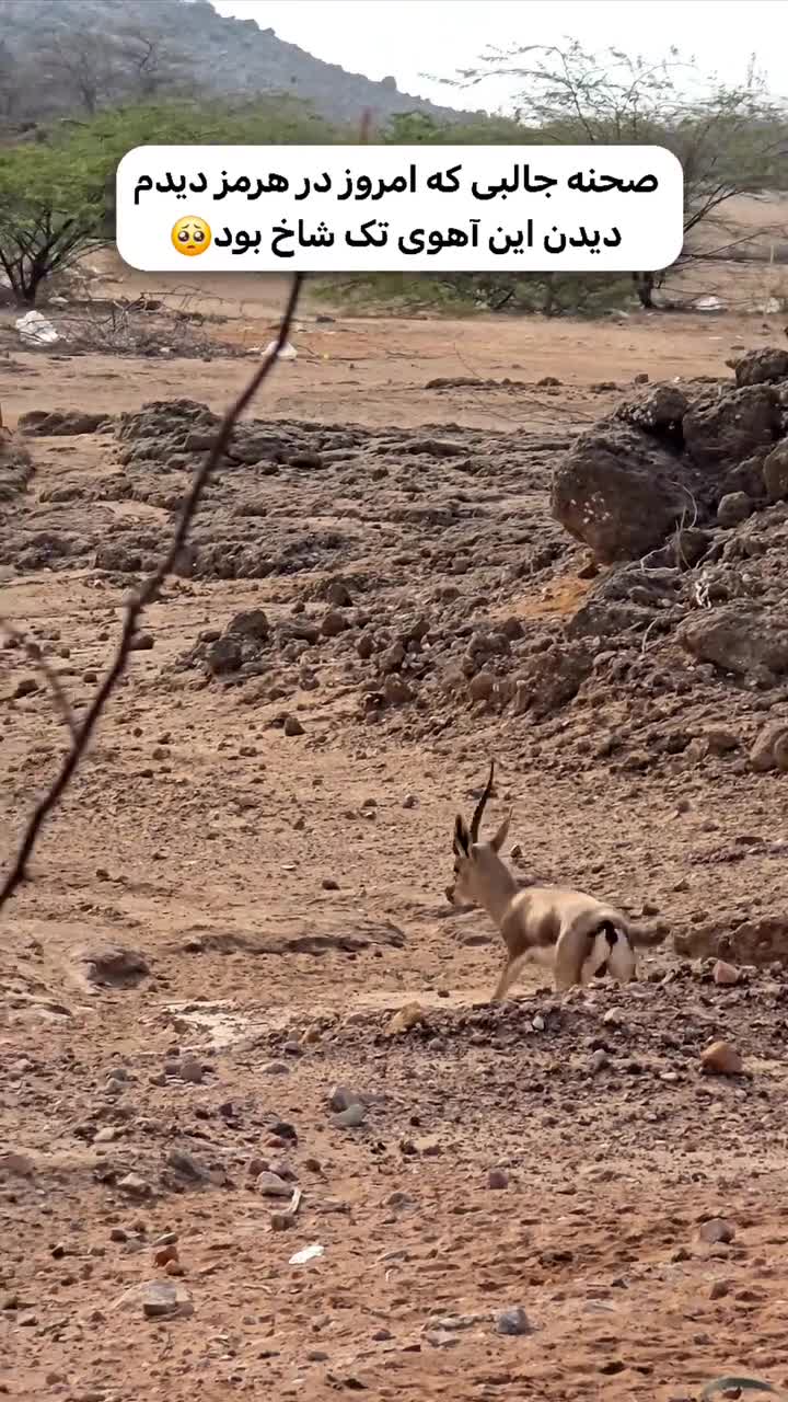   بعد از همای سعادت؛ اینبار نوبت جولان آهوی تک‌شاخ در حیات وحش ایران رسید