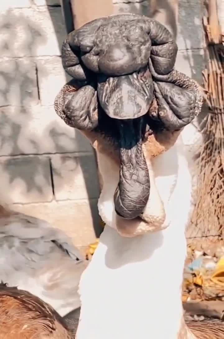   صورت عجیب و ترسناک غاز آفریقایی!