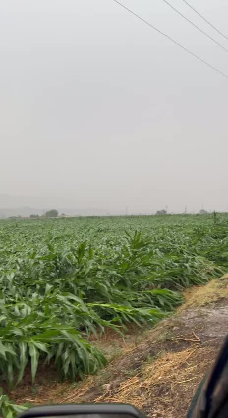   وزش تندباد شدید و خسارت سنگین به مزارع ذرت استان فارس