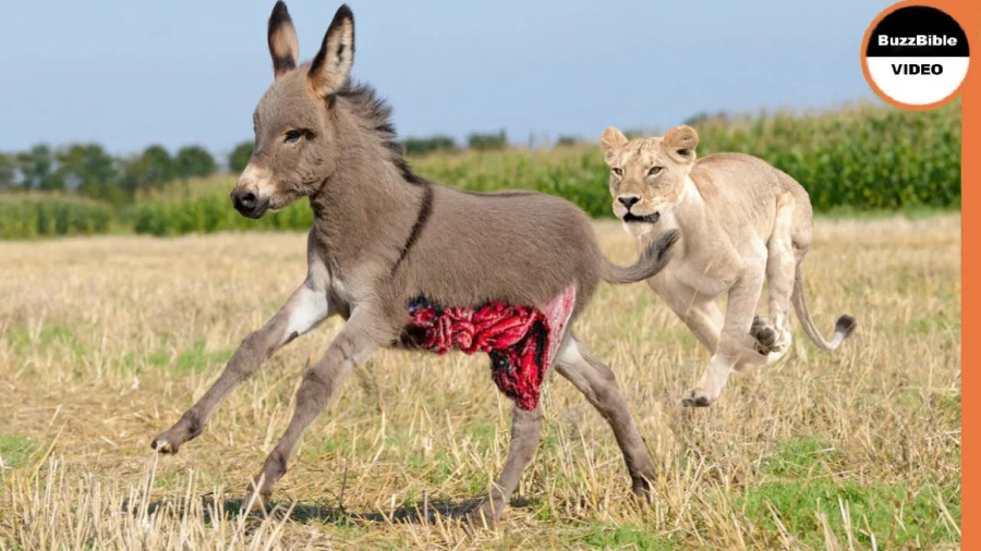 ویدیوی جذاب مستند حیات وحش جدید | بچه الاغ تسلیم شیر شد