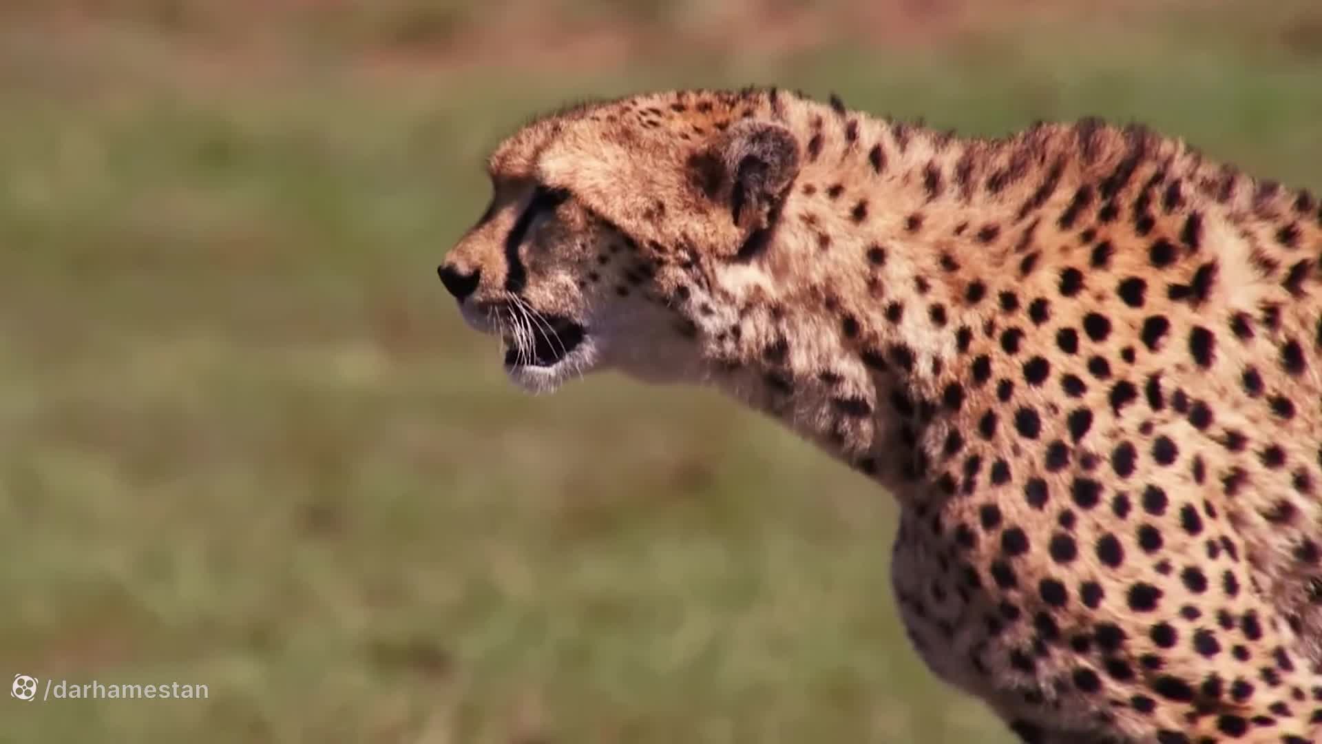 کلیپ رازبقای جدید | مستند حیوانات : ایمپالا مجروح در حال فرار از دست کفتار