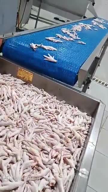 قیمت پای مرغ برای صادرات 09120681678 صادرکنندگان پای مرغ