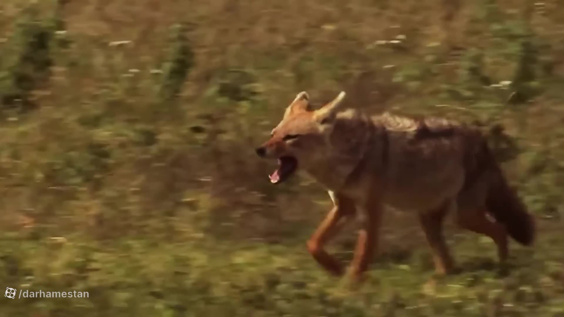 مستند حیوانات جدید : ویدیوی مغلوب شدن شغال توسط یک کاراکال