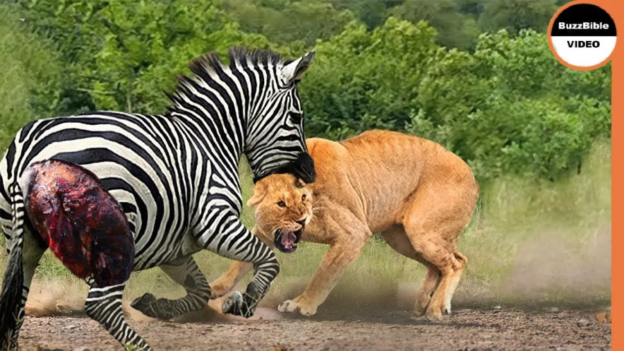 نبرد گورخر در قابل شیر | مستند جدید حیات وحش | تلاش برای بقا