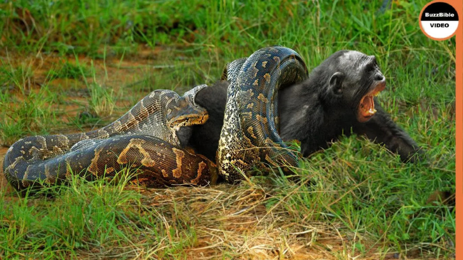 مستند حیات وحش جدید | راز بقا: میمون توسط یک پایتون بلعیده شد