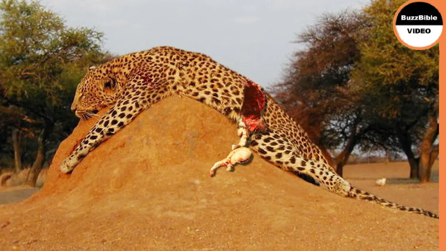مستند حیات وحش؛ رازبقا | پلنگی که هنگام شکار جان خود را از دست داد