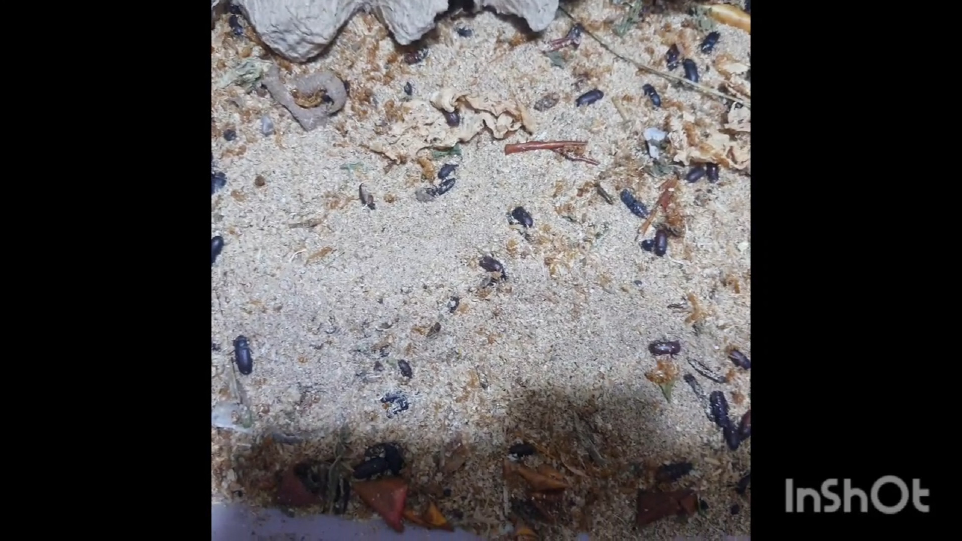 آموزش ایده کسب و کار خانگی : راه اندازی پرورش کرم میلورم