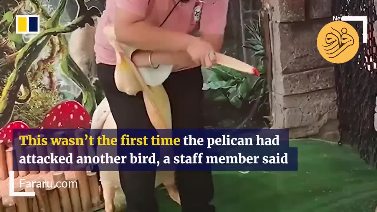 کلیپ راز بقا؛ شکار لحظه ها : بیرون کشیدن کبوتر بلعیده شده از منقار یک پلیکان