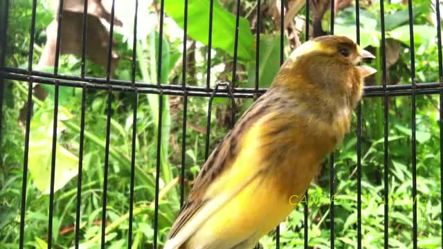 مستند صدای قناری ماده مست خوش صدا برای تحریک نر