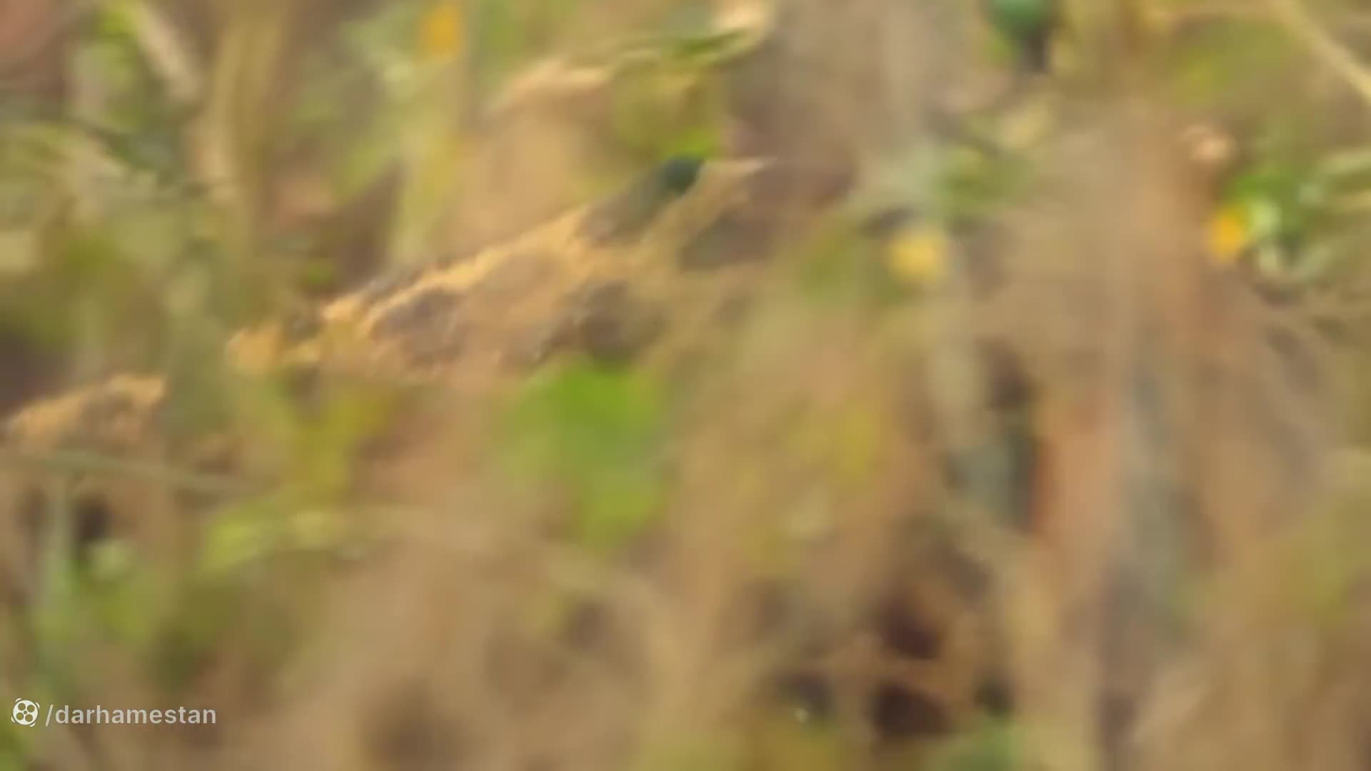 کلیپ مستند حیات وحش جدید | کفتار توله پلنگ را می دزدد