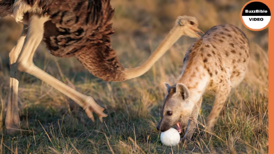 کلیپ نبرد حیوانات ؛ رازبقا جدید | کفتار تخم شترمرغ را می دزدد