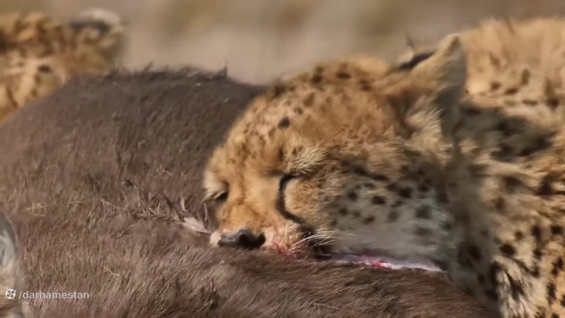 مستند جدید حیوانات | راز بقا ؛ لحظه حمله تمساح به یوزپلنگ