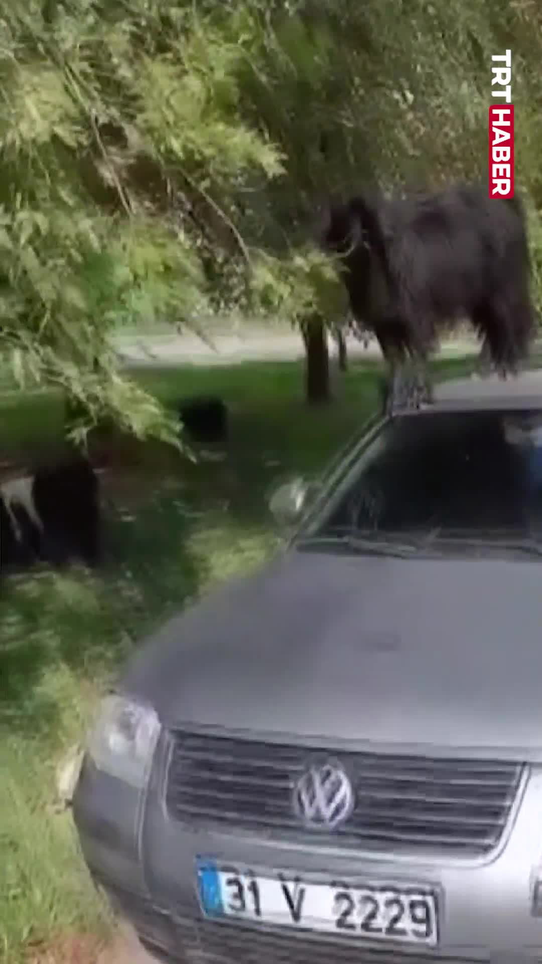   بالا رفتن بز سیاه روی سقف ماشین برای خوردن برگ‌های درخت