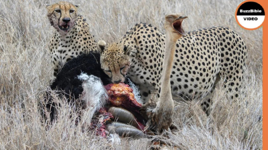 مستند حیات وحش جدید :حمله چیتا به شترمرغ | مستند جدید حیوانات