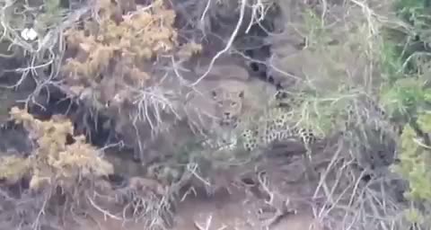   شکار پلنگ در استتار در پارک ملی گلستان