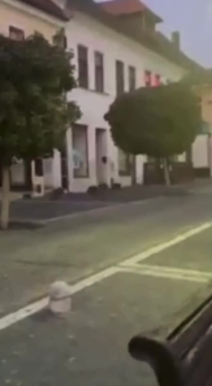   حمله ترسناک گله‌ای گرازهای وحشی به یک سالن تئاتر