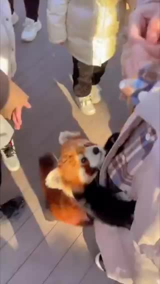   تلاش بامزه یک پاندای قرمز برای گرفتن «بغل» از عابران پیاده!