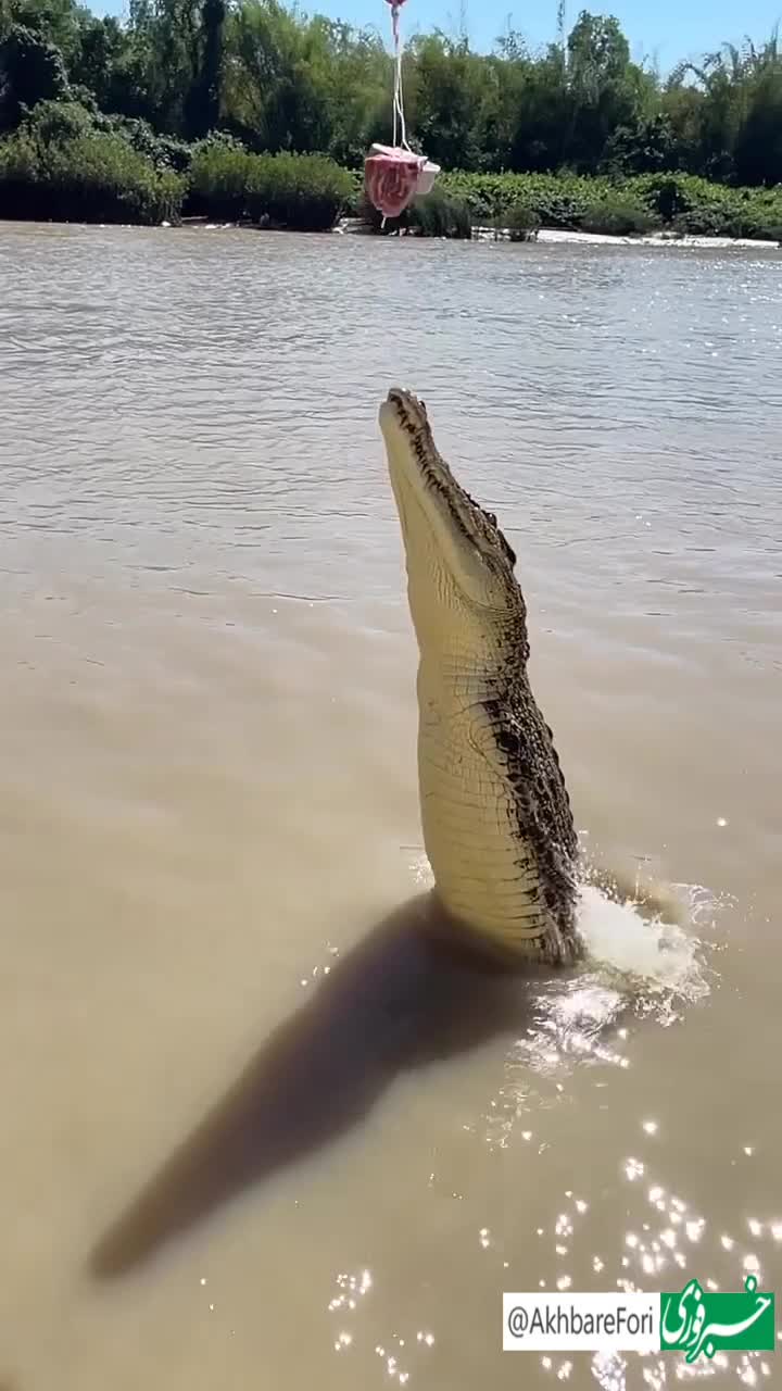   پرواز دیدنی تمساح برای گرفتن طعمه