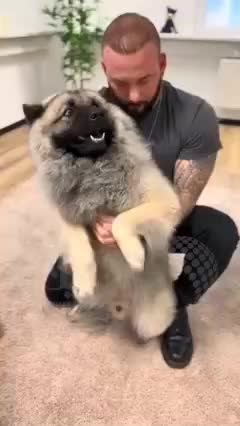   واکنش جالب سگ‌ها به شکسته شدن قولنج گردنشان توسط یک متخصص