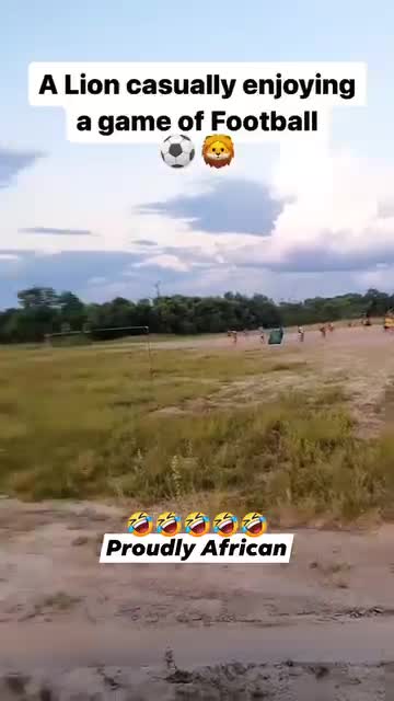   تصویری باورنکردنی از یک شیر در حال تماشای مسابقه فوتبال چند نوجوان!