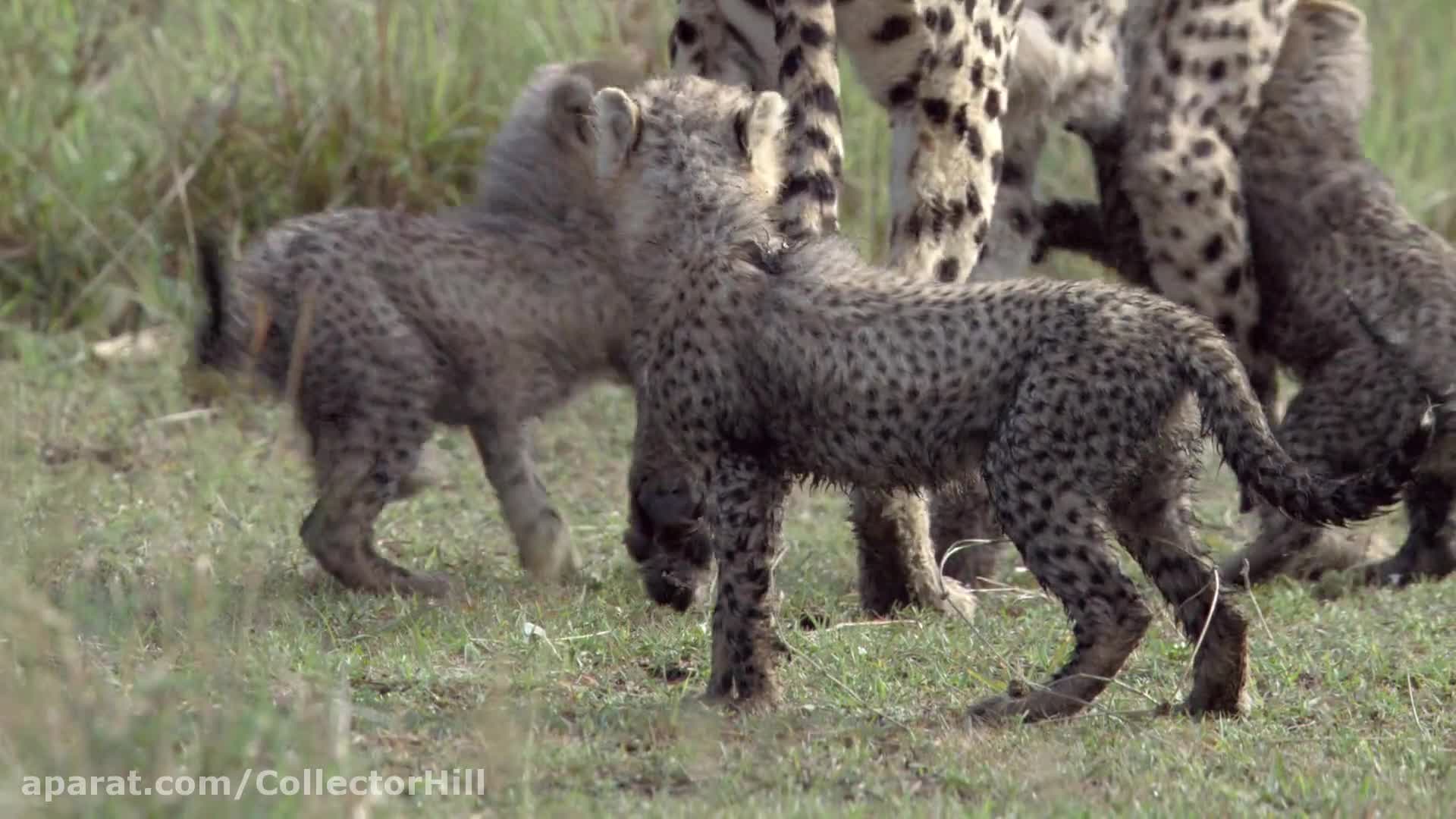 مستند حیوانات : گربه های آفریقایی