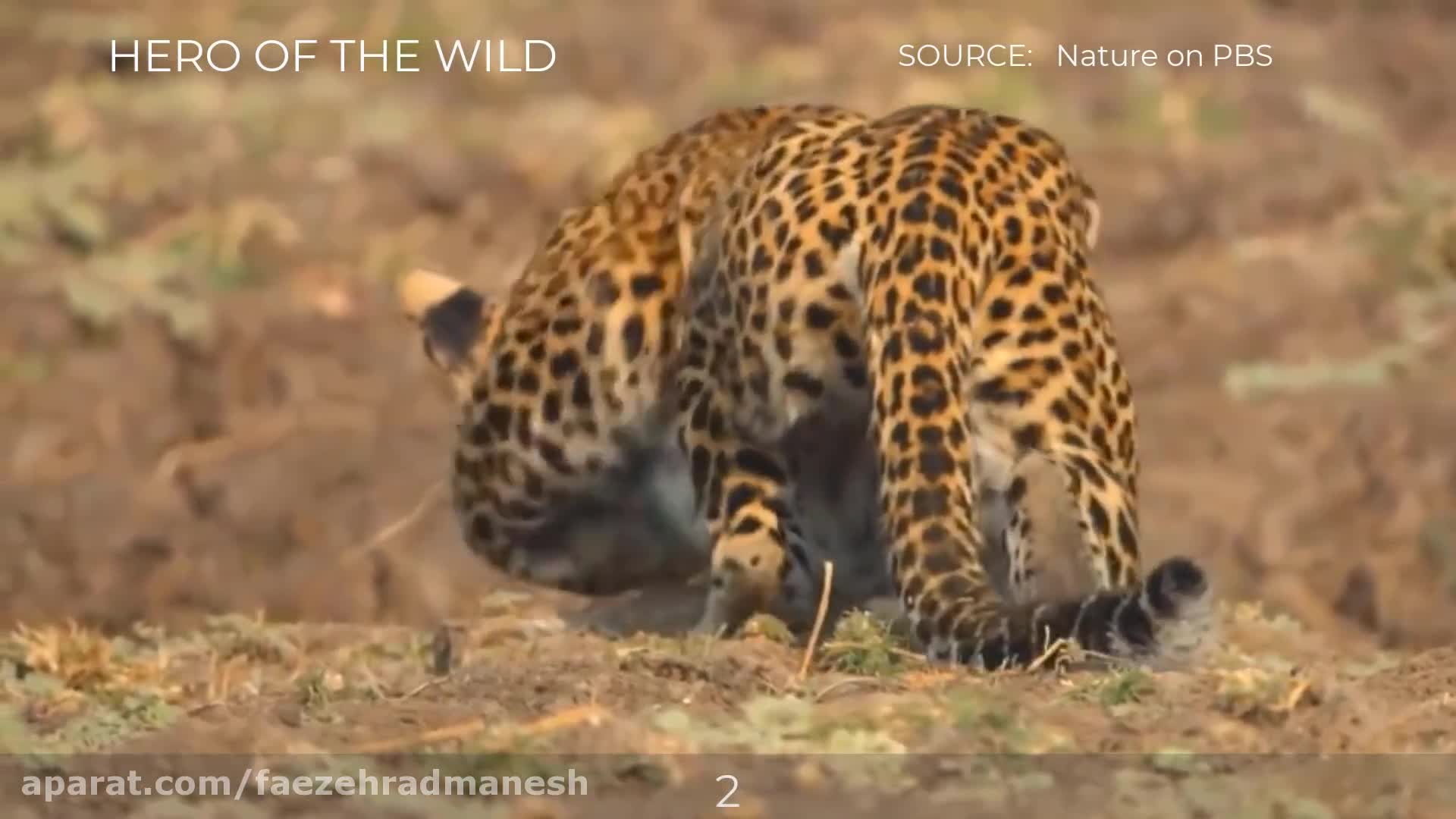 مستند حیوانات وحشی :  مستند حیات وحش پلنگ