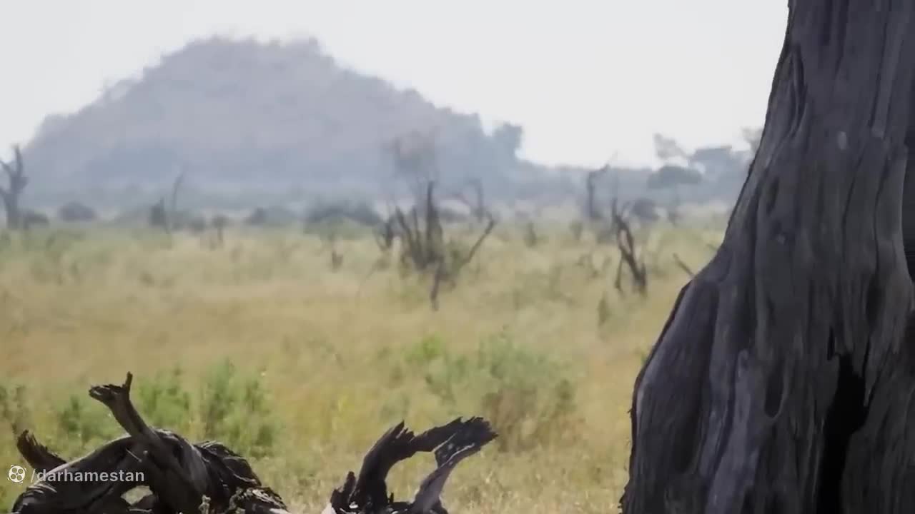 مستند شکار حیوانات : پلنگ موفق به شکار آهو نمیشود!