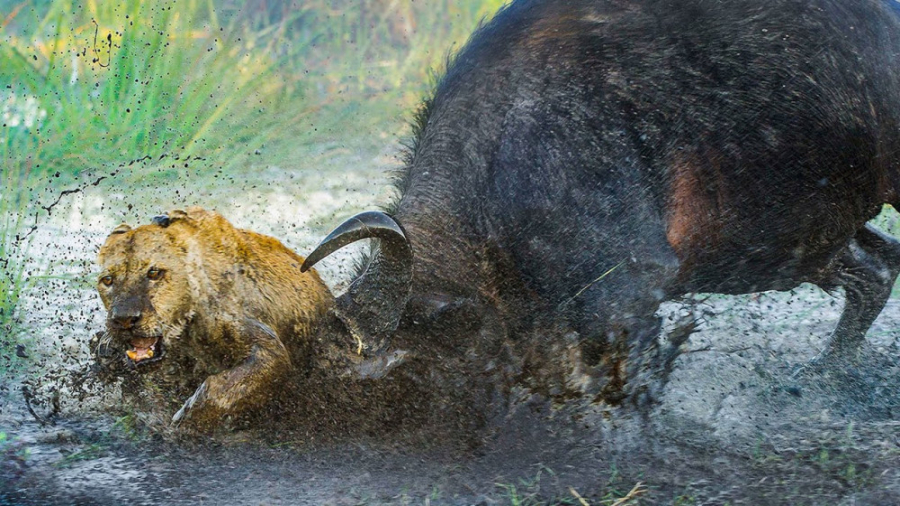 مستند مبارزه حیوانات: گربه های بزرگ در خشکی بسیار قوی هستند!