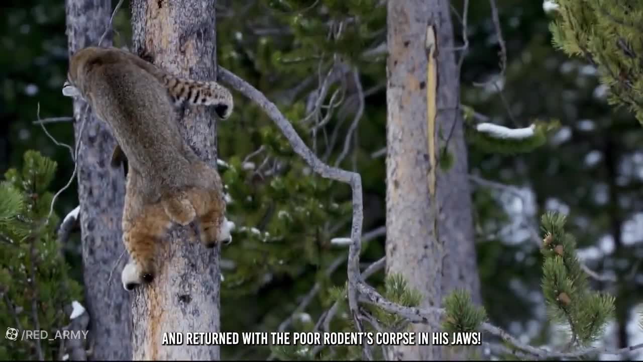 مستند گربه ی وحشی: این گربه حتی می تواند تمساح را بکشد!