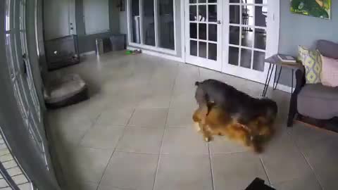   واکنش بی‌نظیر و احساسی یک سگ پس از کابوس دیدن هم‌نوعش