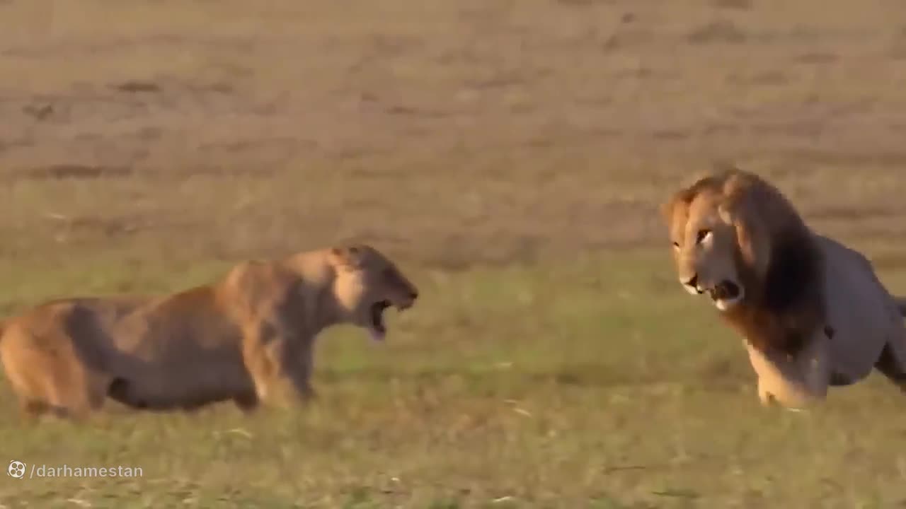 مستند حیوانات : شیر ناتوان حتی نمی تواند انتقام توله اش بگیرد!