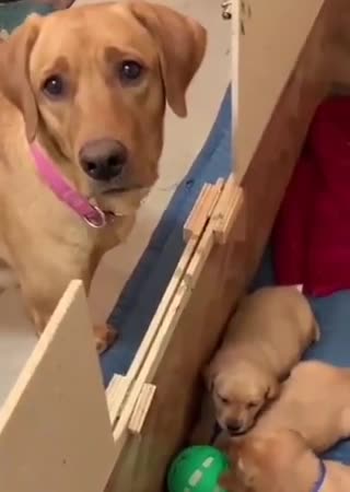   بامزه‌ترین غم جهان؛ چشم‌های غمگین یک سگ از عدم بازی توله‌هایش با توپ!