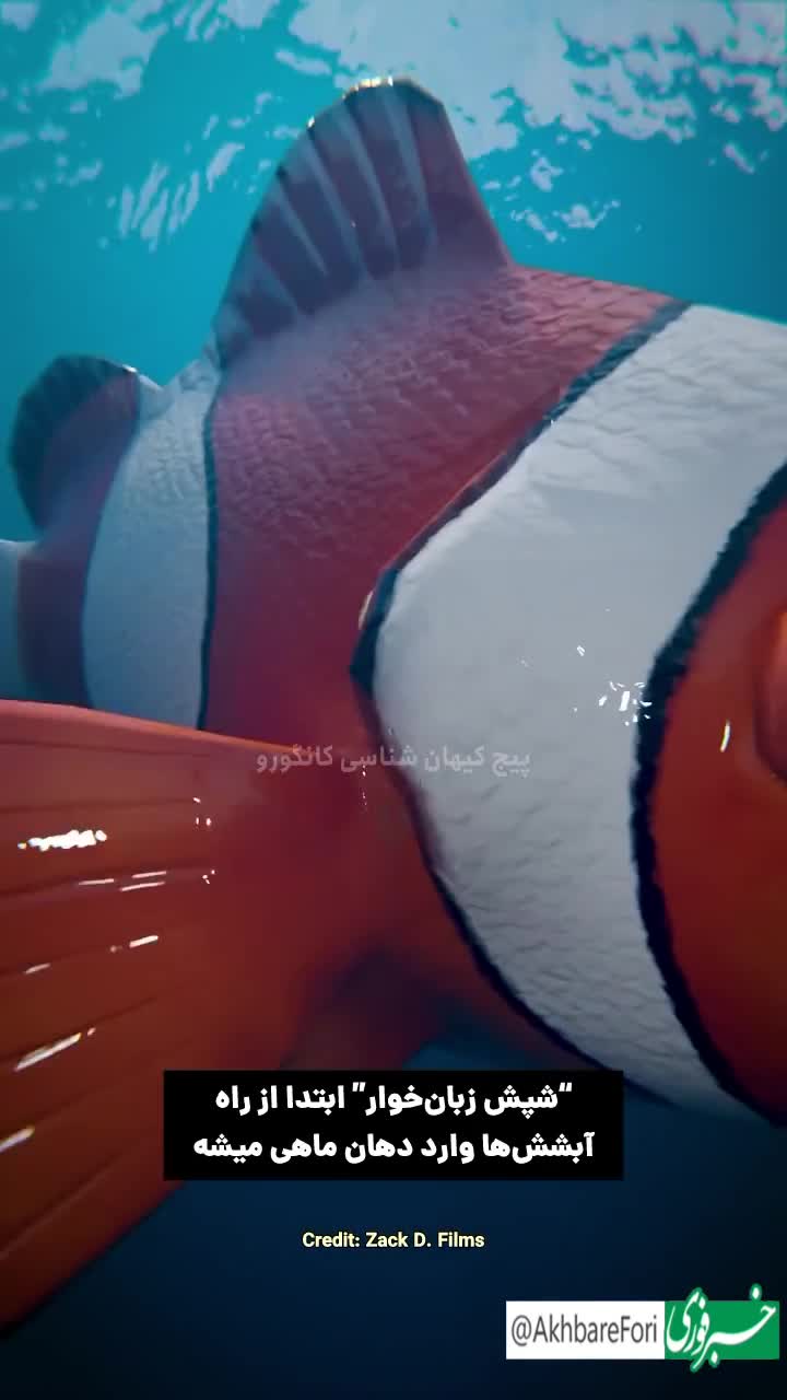   یک موجود وحشتناک؛ شپش زبان‌خوار چگونه کار می‌کند؟