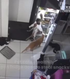   همکاری بی‌نظیر گربه‌ها برای سرقت از یخچال