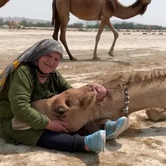   واکنش باورنکردنی یک شتر به ابراز محبت یک زن