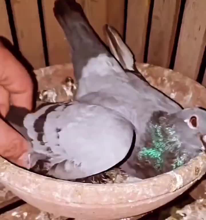   تصاویر تلخ از یخ زدن کبوتر مادر برای حفظ جان جوجه‌اش