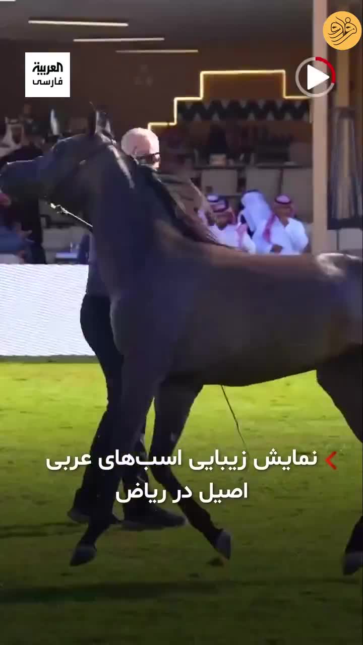   نمایش زیبایی اسب‌های عربی اصیل در ریاض