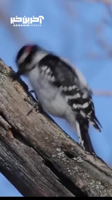   سرعت دارکوب در ضربه زدن به درخت