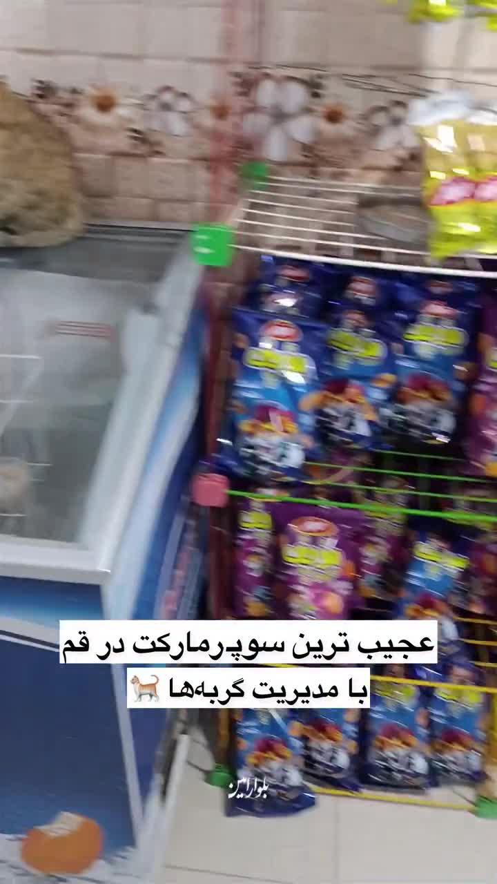   عجیب‌ترین مغازه در قم؛ با مدیریت گربه‌ها!