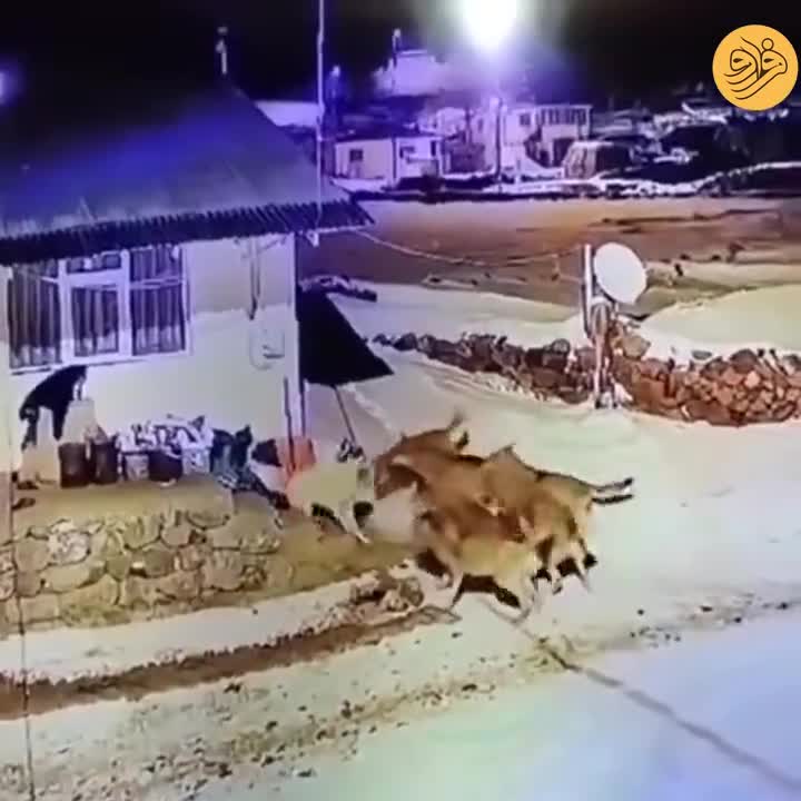  مقابله یک سگ چوپان با ۶ گرگ