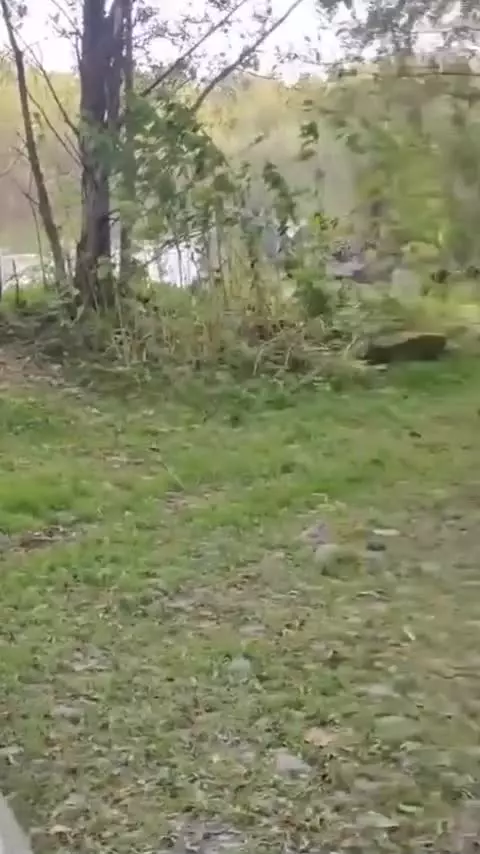   بازی کردن بامزه سگ با چند خرس