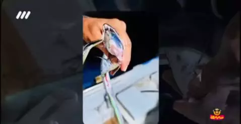   روایتی از ماهی زیبای یال اسبی که در خلیج فارس صید می‌شود