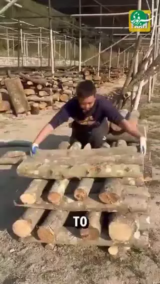   روش جالب کاشت قارچ در کنده‌های درخت