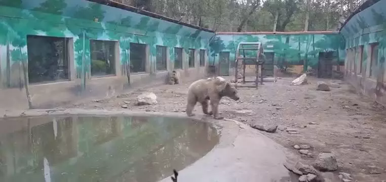   خرس‌های روان‌پریش در باغ‌وحش ایران