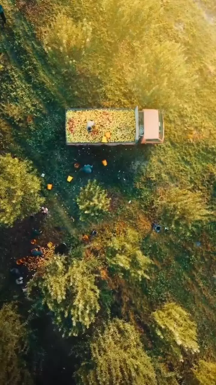   تصاویر دیدنی از سیب‌چینی پاییزی در مراغه