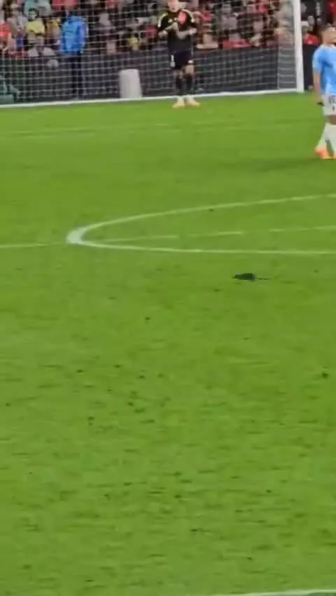   ورود موش، بازی ولز و بلژیک را برای دقایقی متوقف کرد!