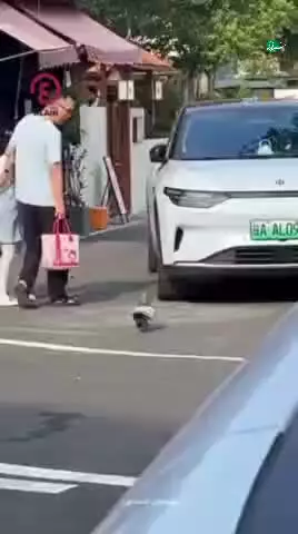   چاق‌ترین کبوتر چین؛ دردسر اضافه وزن!