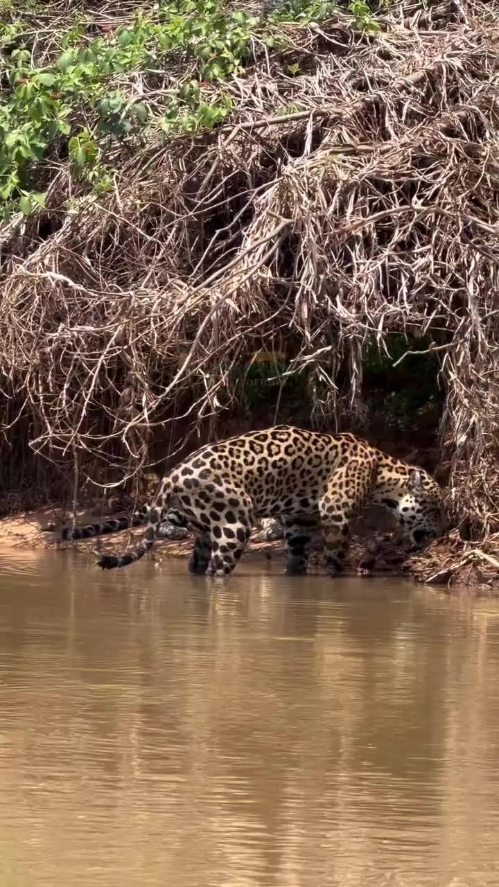   چرا «جگوار» گاهی استفراغ می‌کند؟