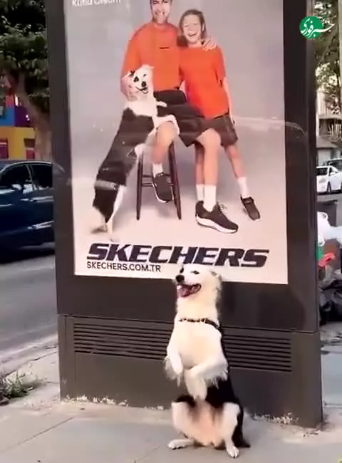   واکنش بامزه یک سگ به دیدن خودش روی پوستر تبلیغاتی